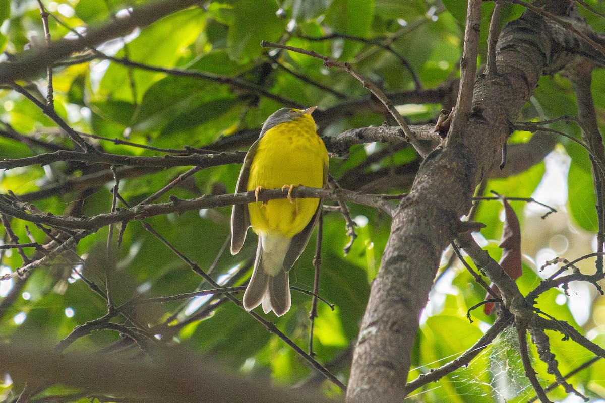 Paruline du Canada - ML643725905