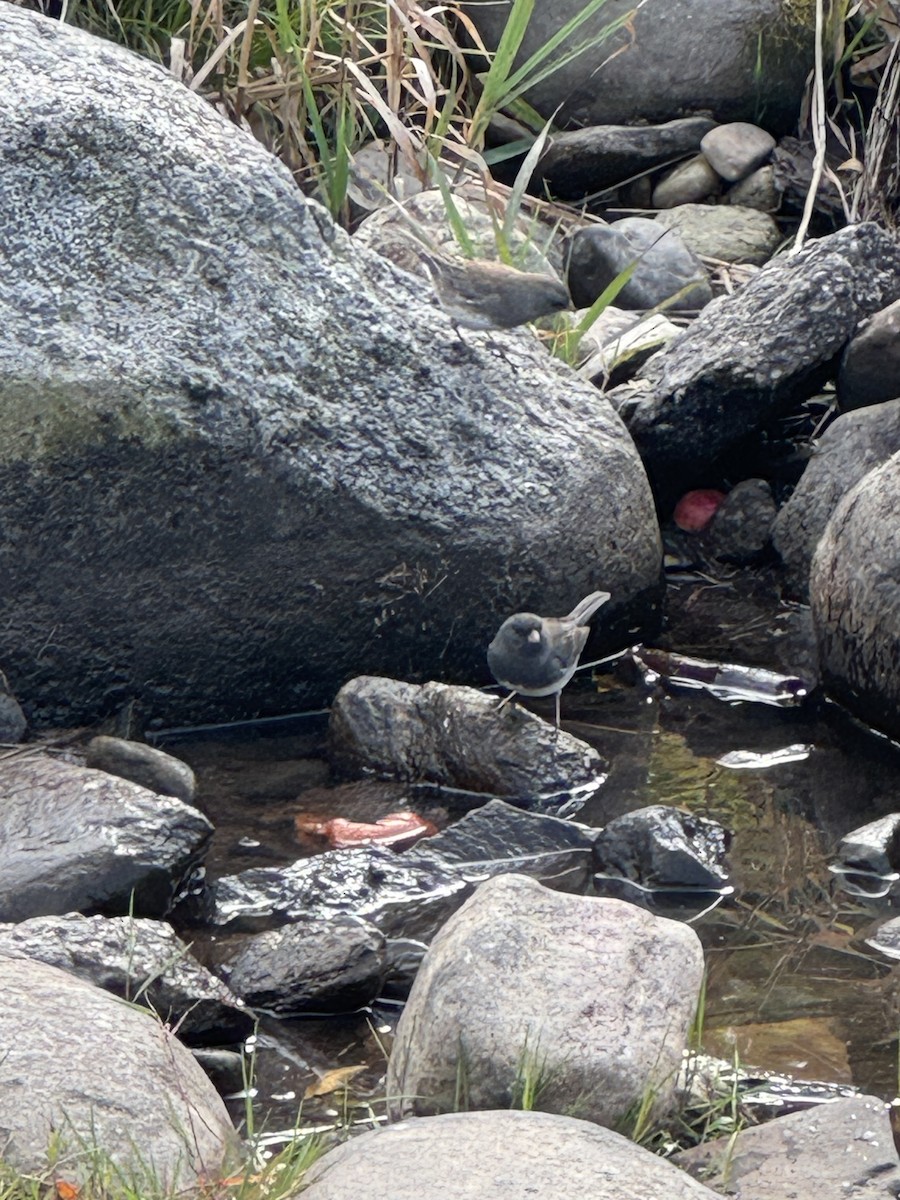 Dark-eyed Junco - ML643725907
