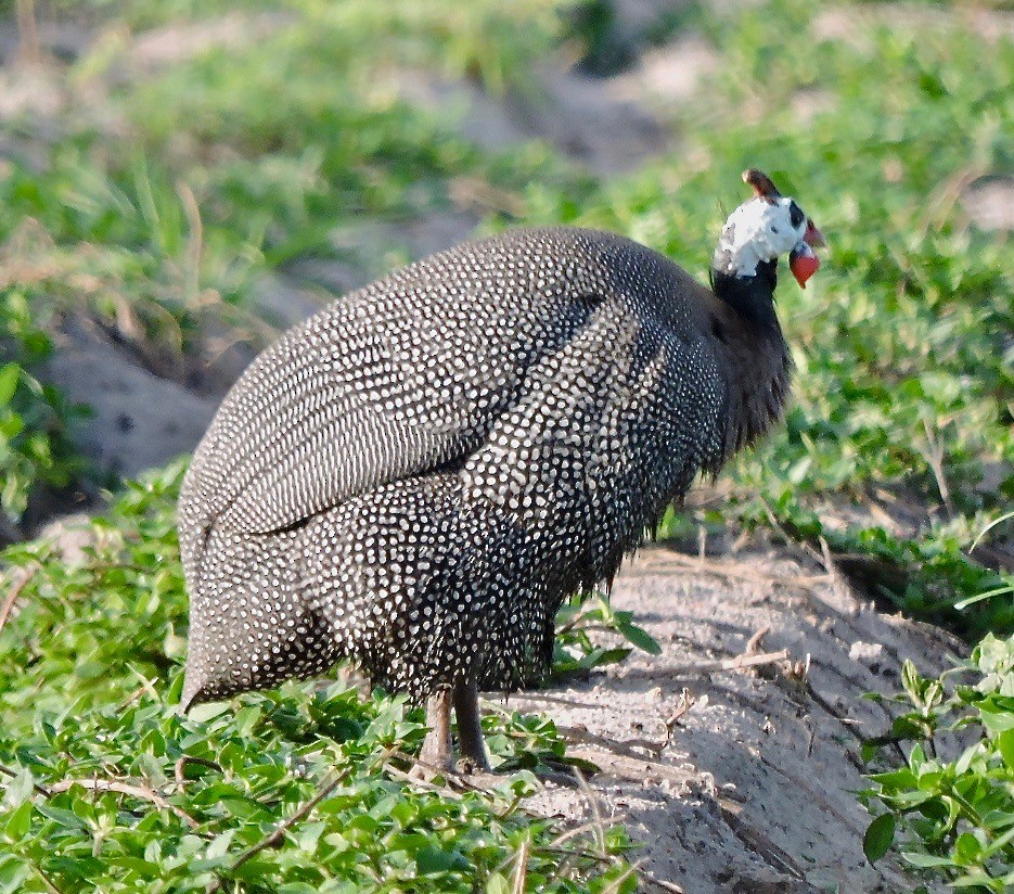 Helmeted Guineafowl - ML64372591