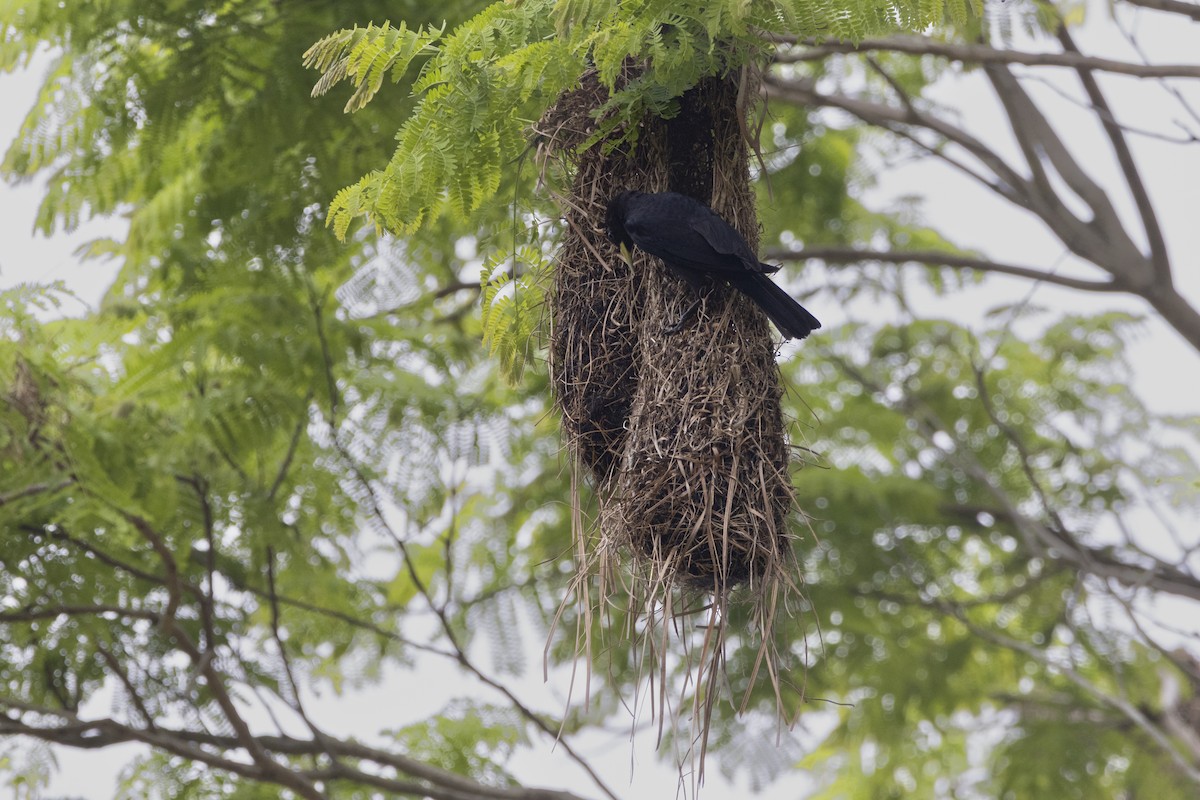 Red-rumped Cacique - ML643725911