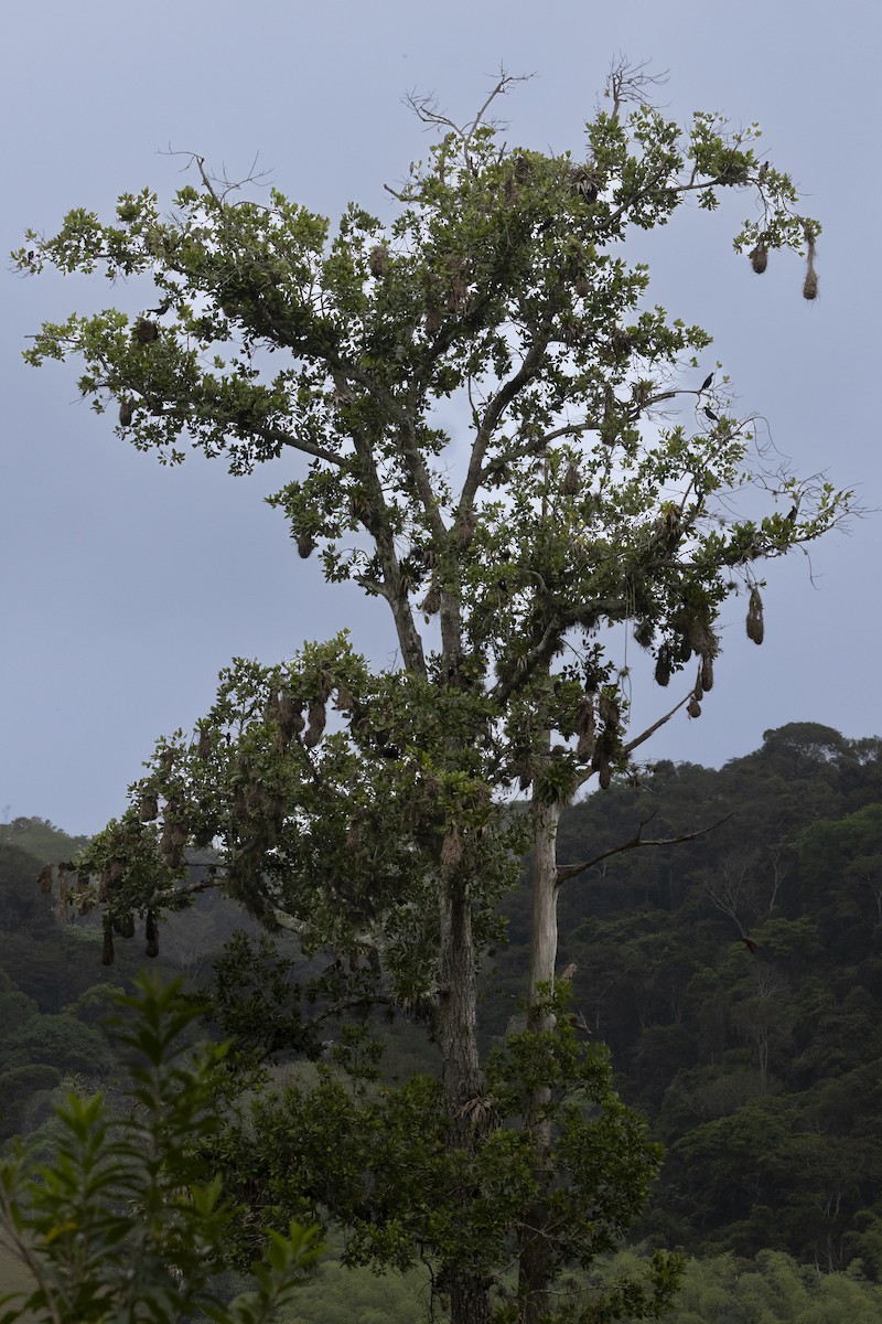 Red-rumped Cacique - ML643725912