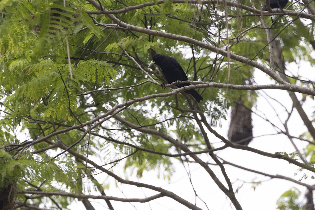 Red-rumped Cacique - ML643725913