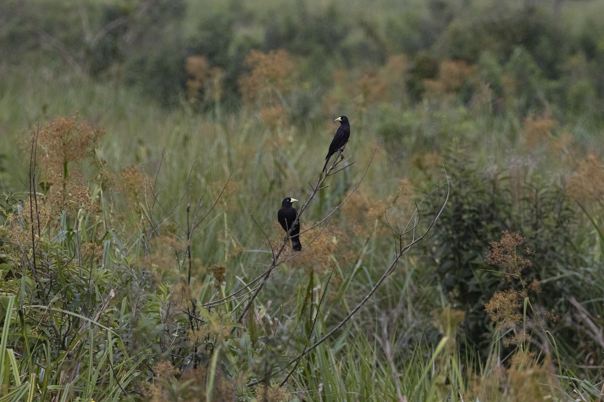 Red-rumped Cacique - ML643725915
