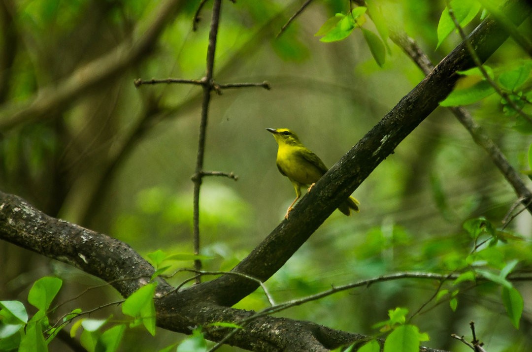 Flavescent Warbler - ML643725922