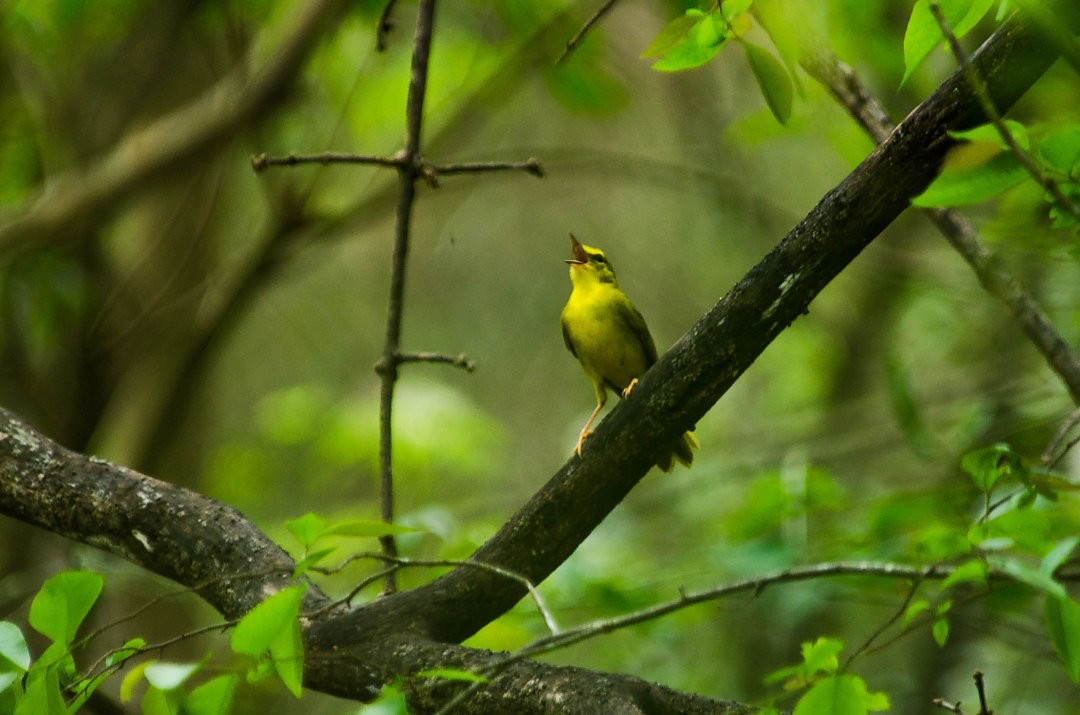 Flavescent Warbler - ML643725923