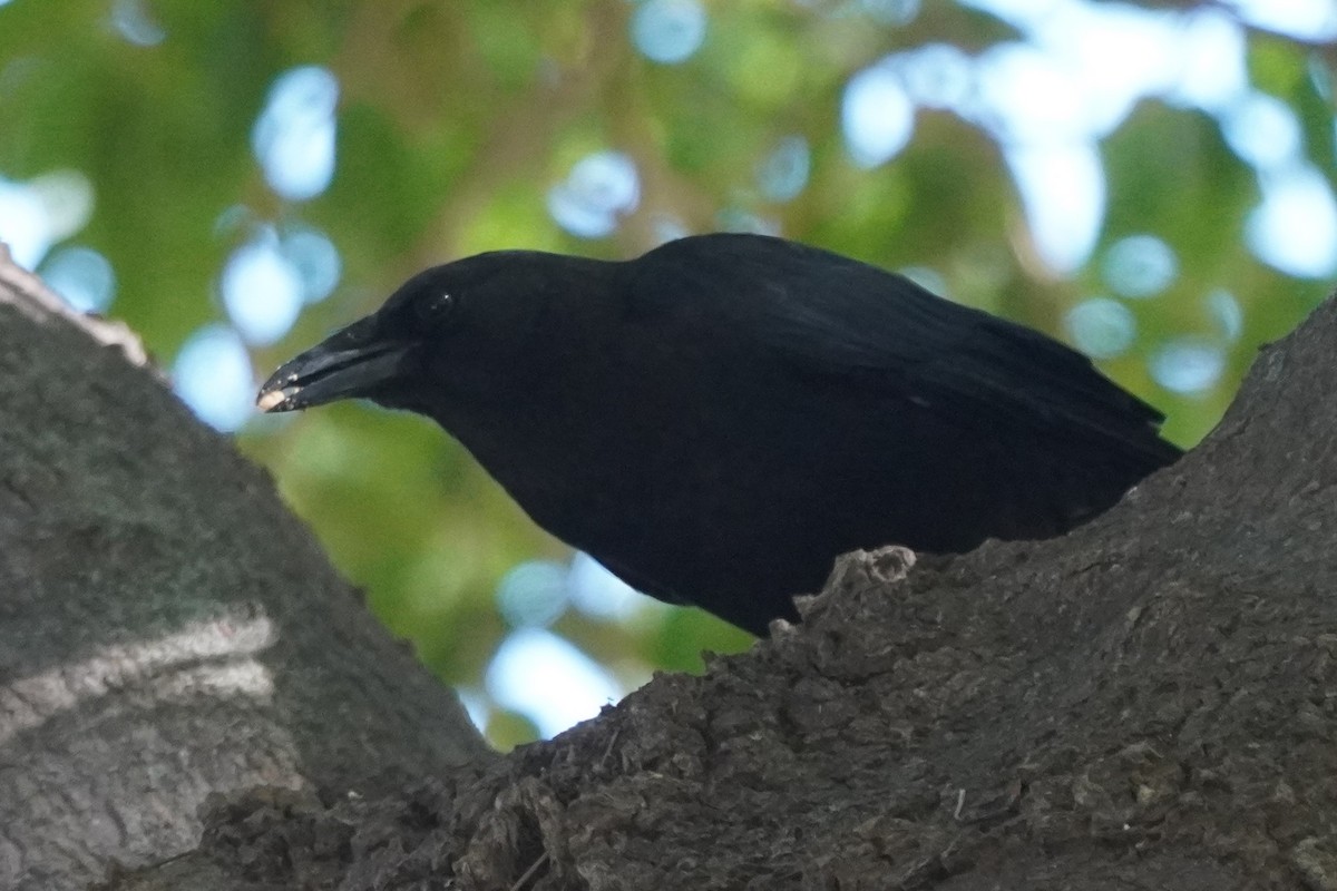 American Crow - ML643725946