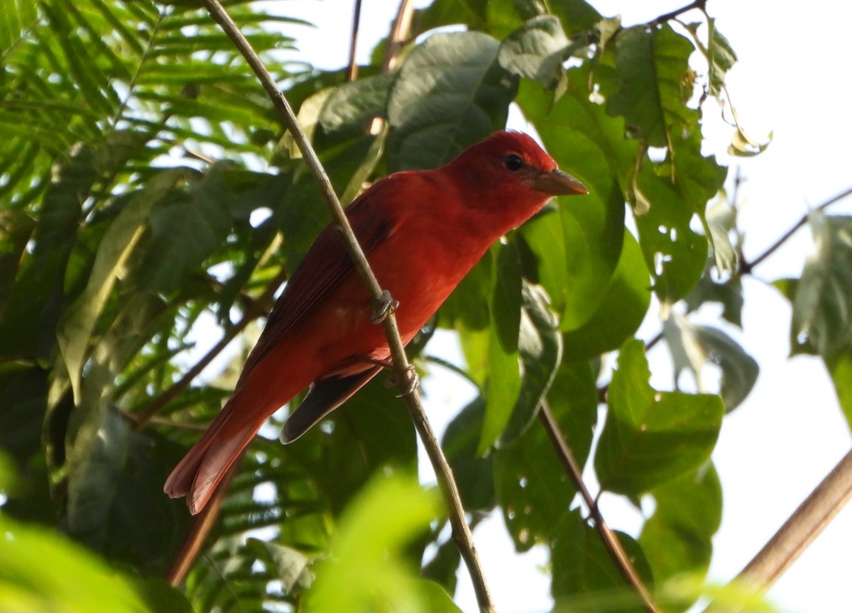 Summer Tanager - ML643725952
