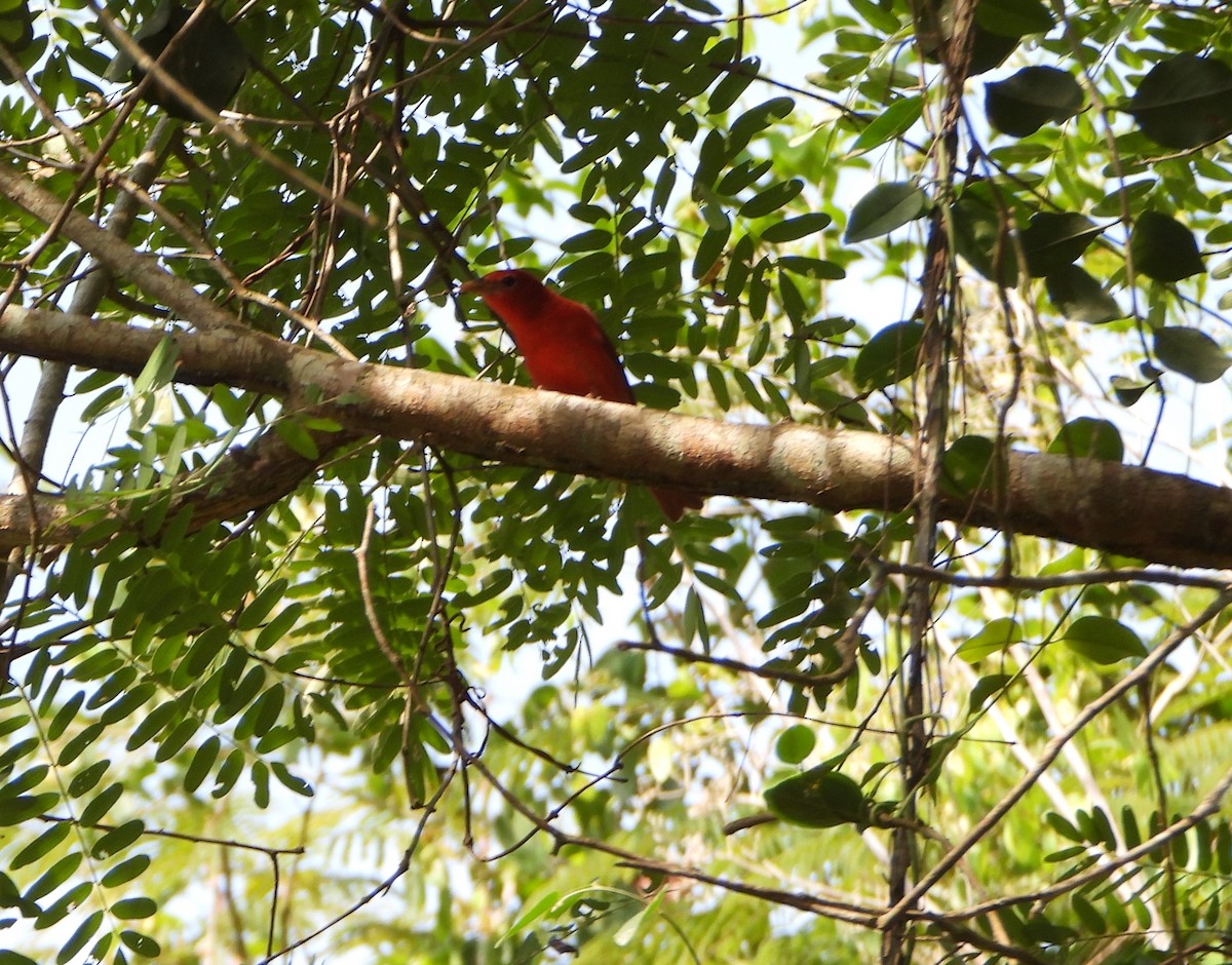 Summer Tanager - ML643725953