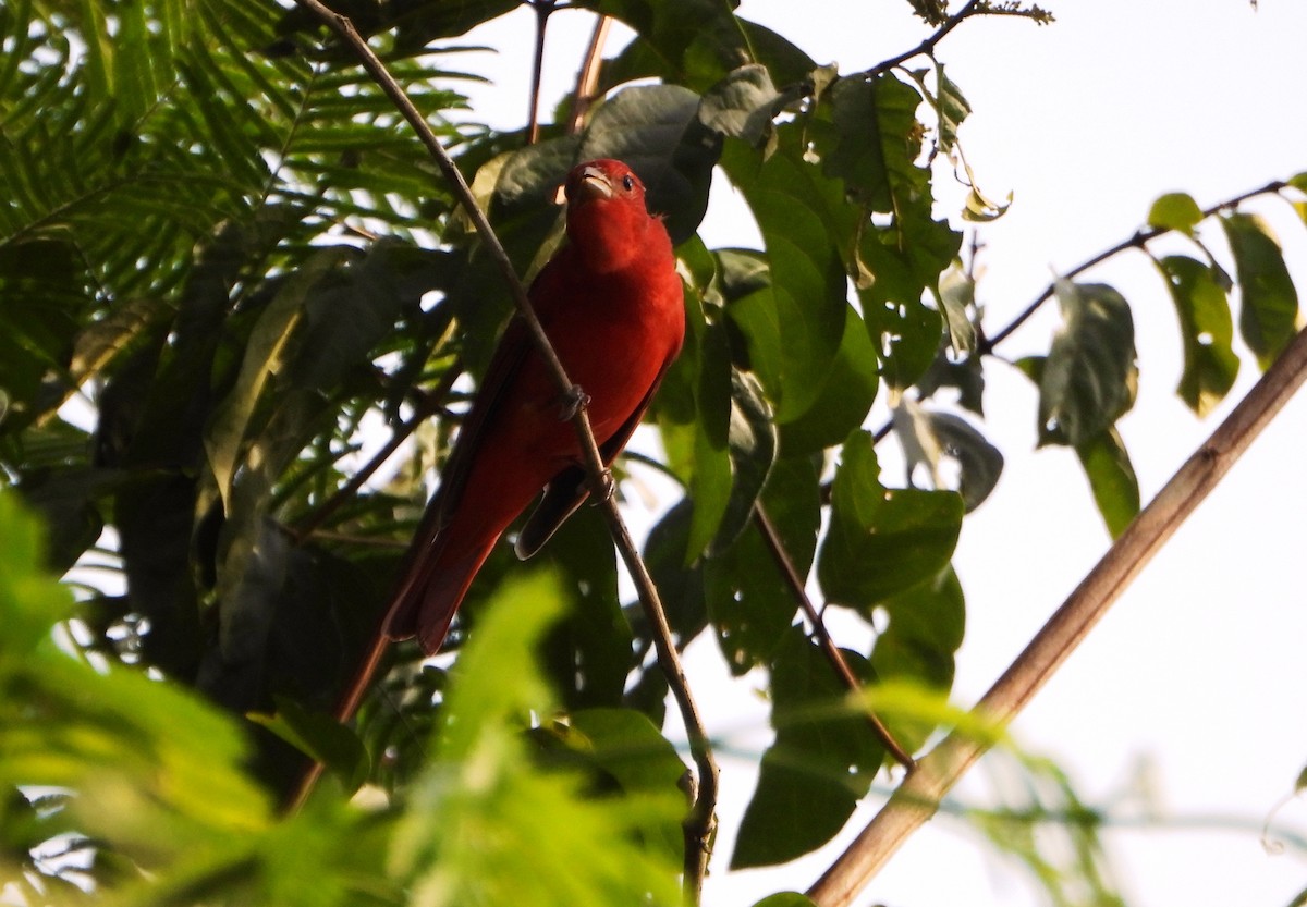 Summer Tanager - ML643725955