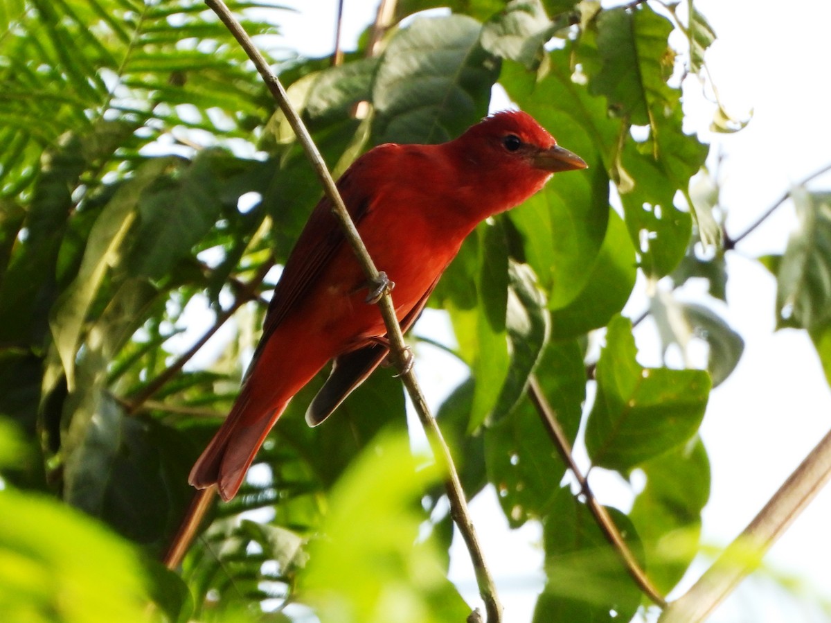 Summer Tanager - ML643725956
