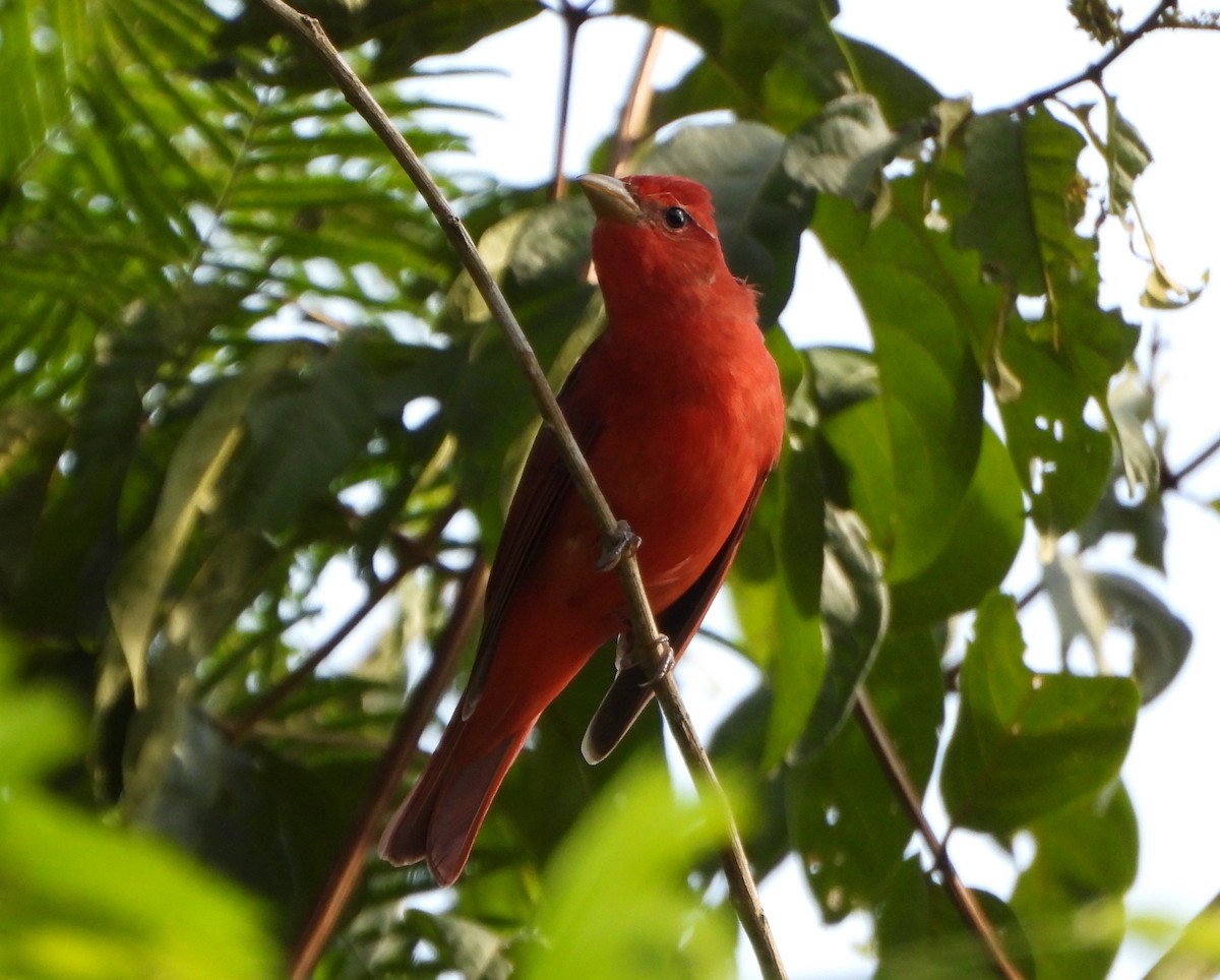 Summer Tanager - ML643725957