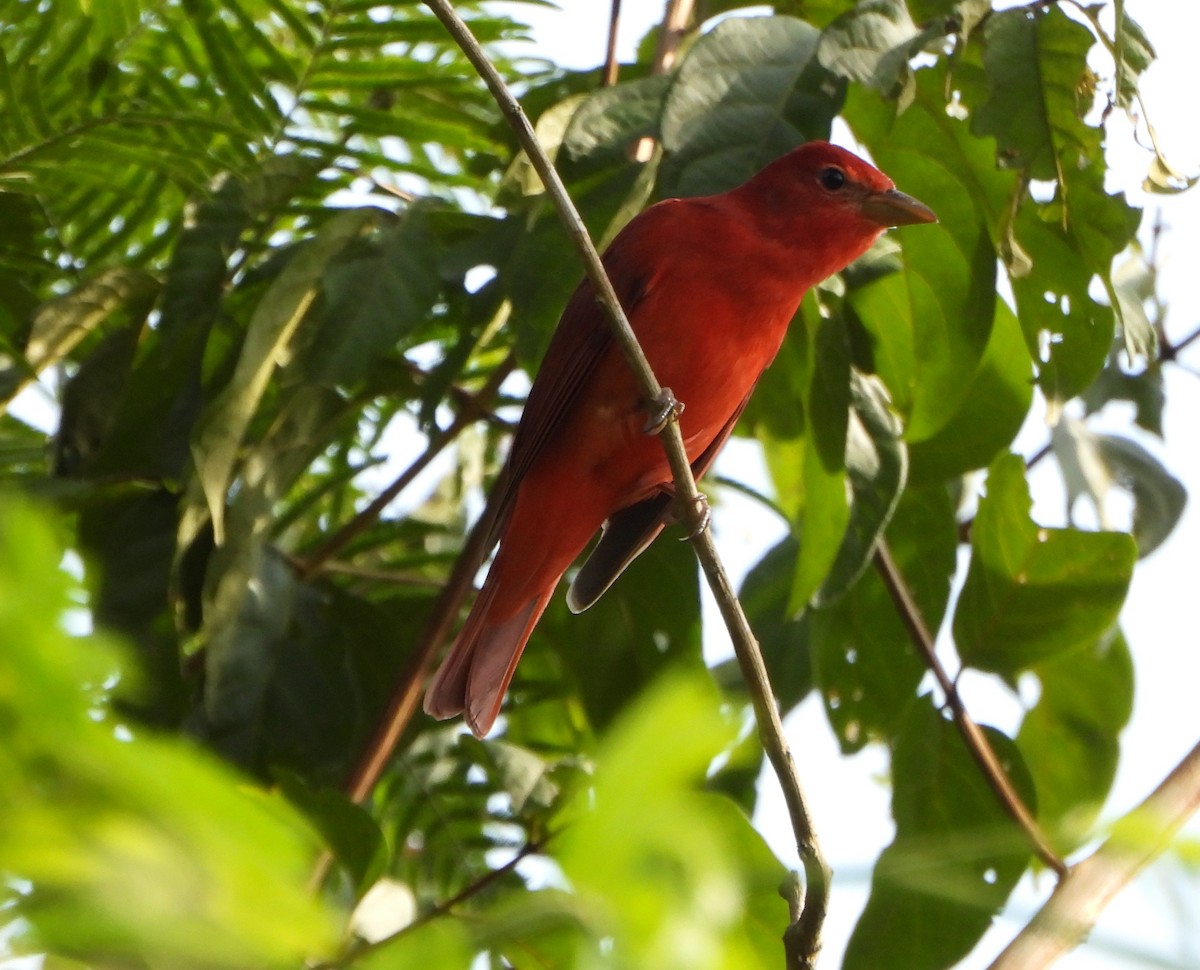 Summer Tanager - ML643725958
