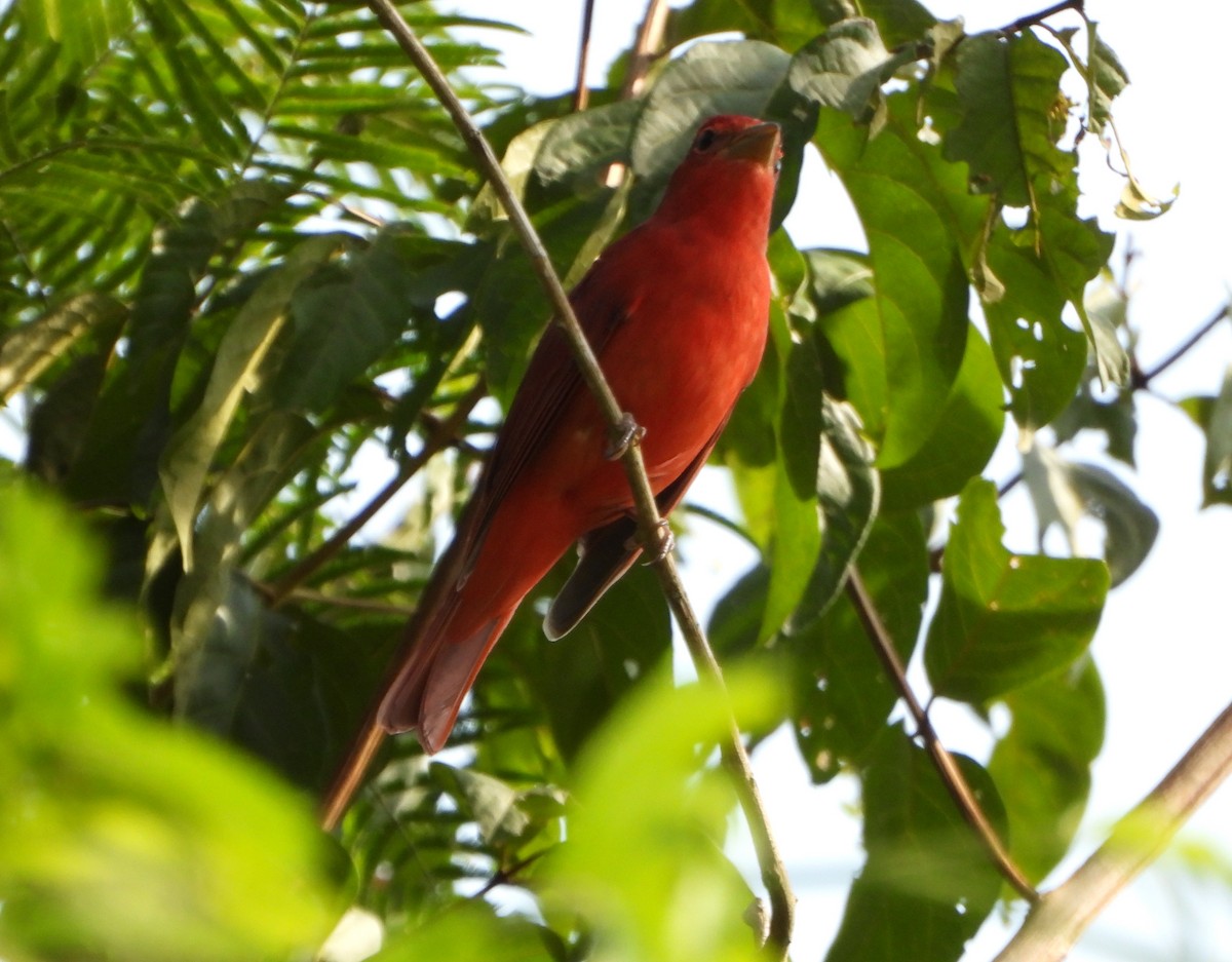 Summer Tanager - ML643725959
