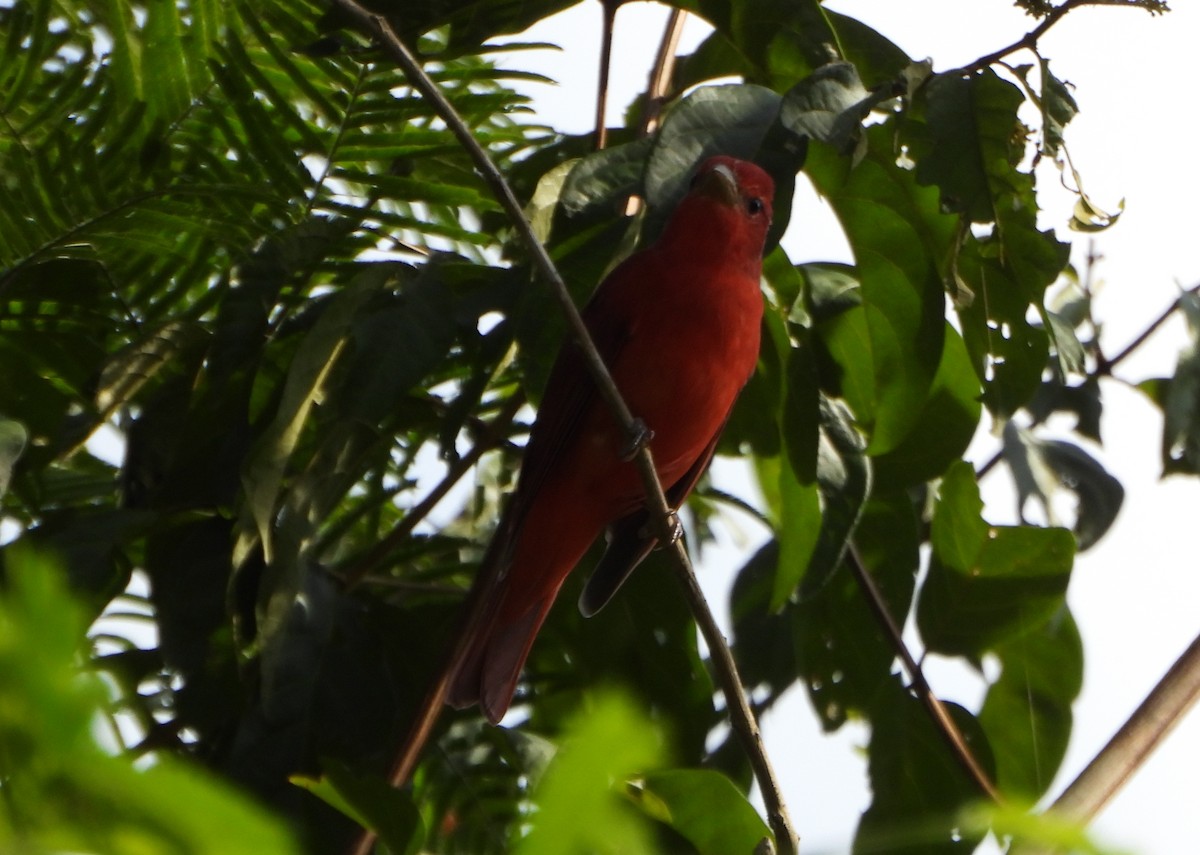 Summer Tanager - ML643725960