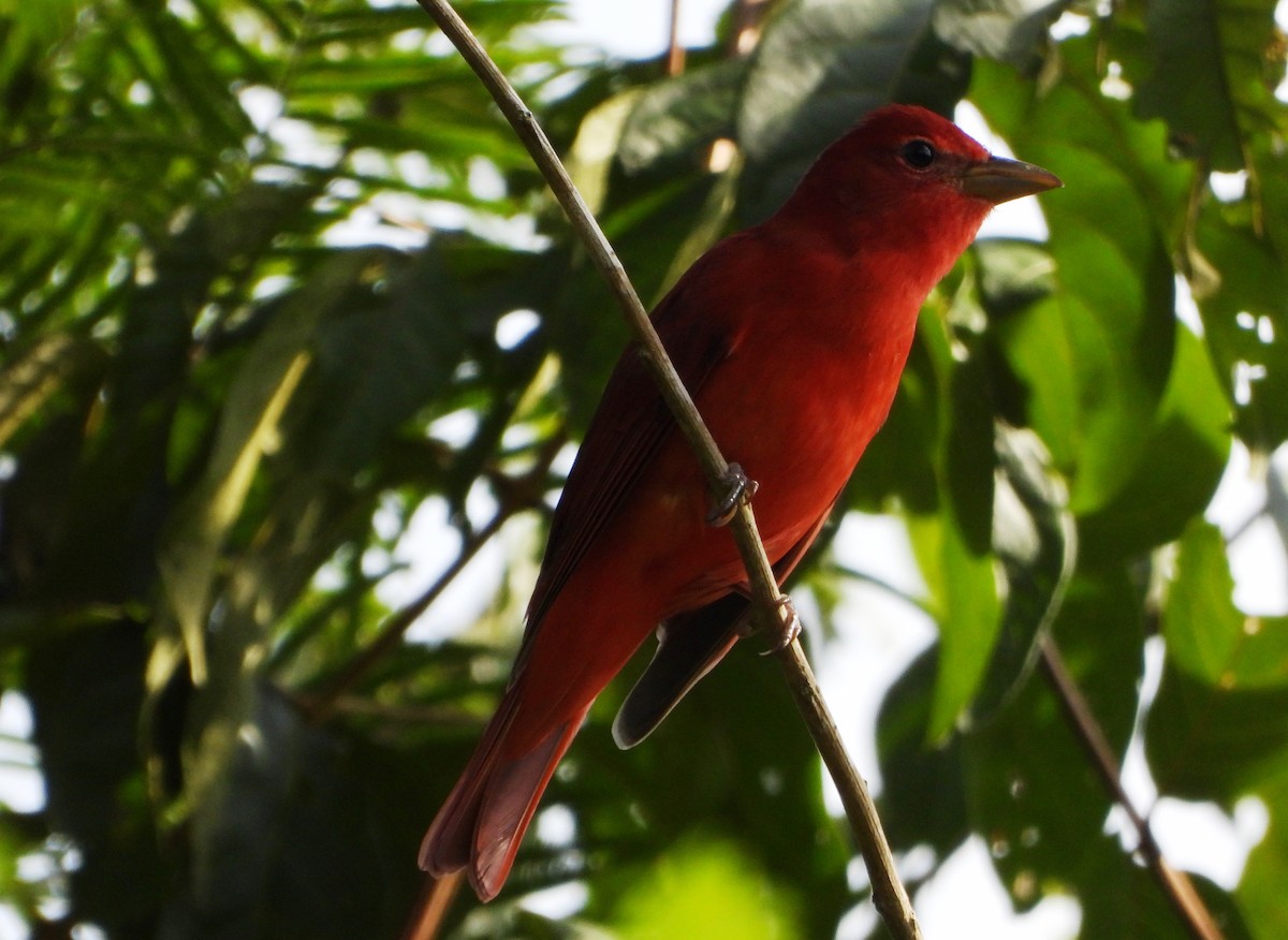 Summer Tanager - ML643725961