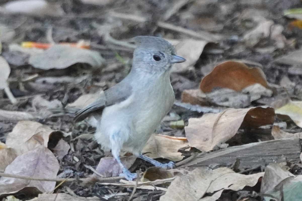 Oak Titmouse - ML643725984