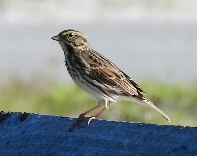Savannah Sparrow - ML643725988