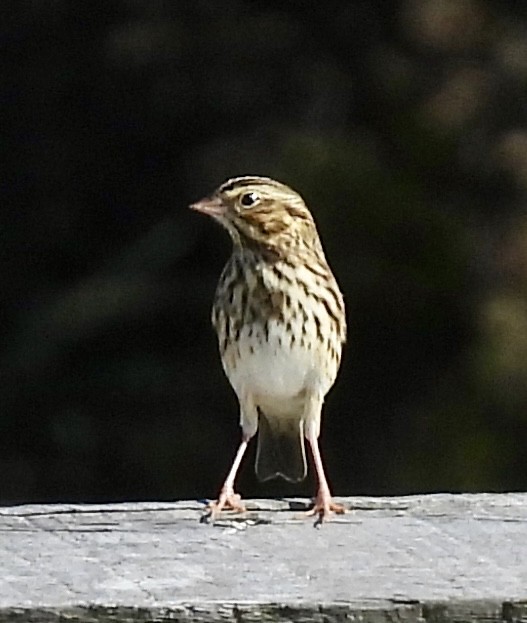 Savannah Sparrow - ML643725989