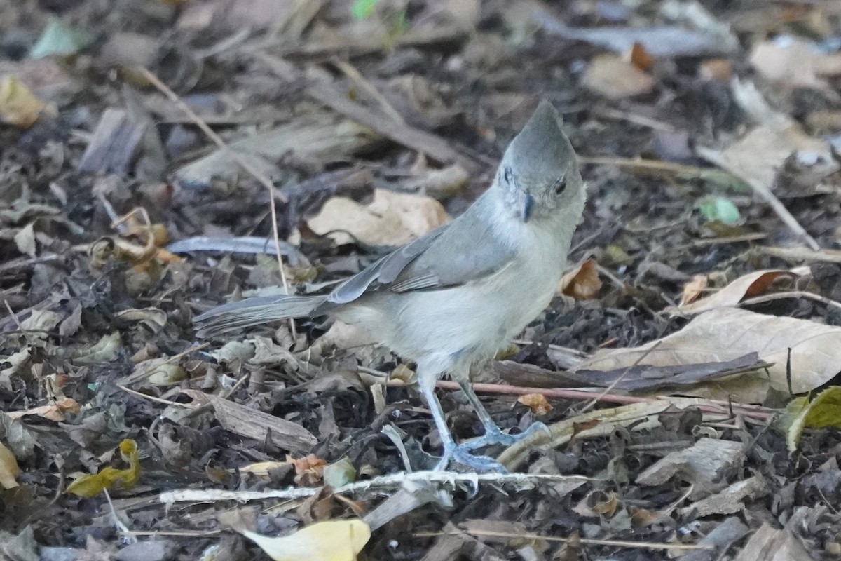 Oak Titmouse - ML643725992