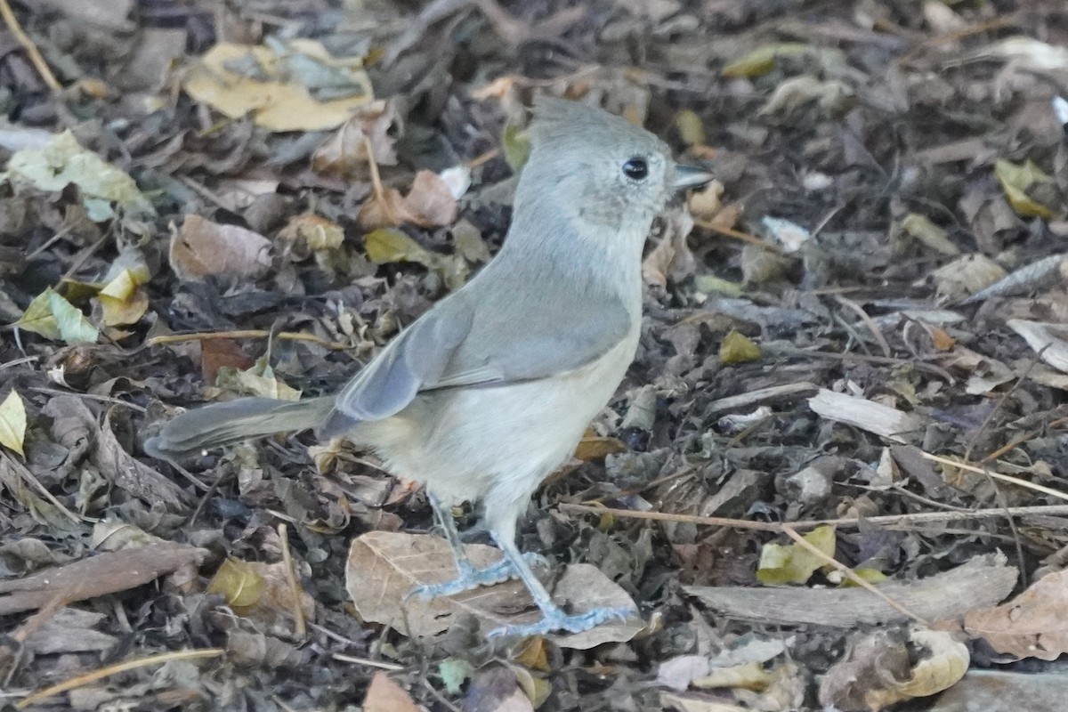 Oak Titmouse - ML643725995