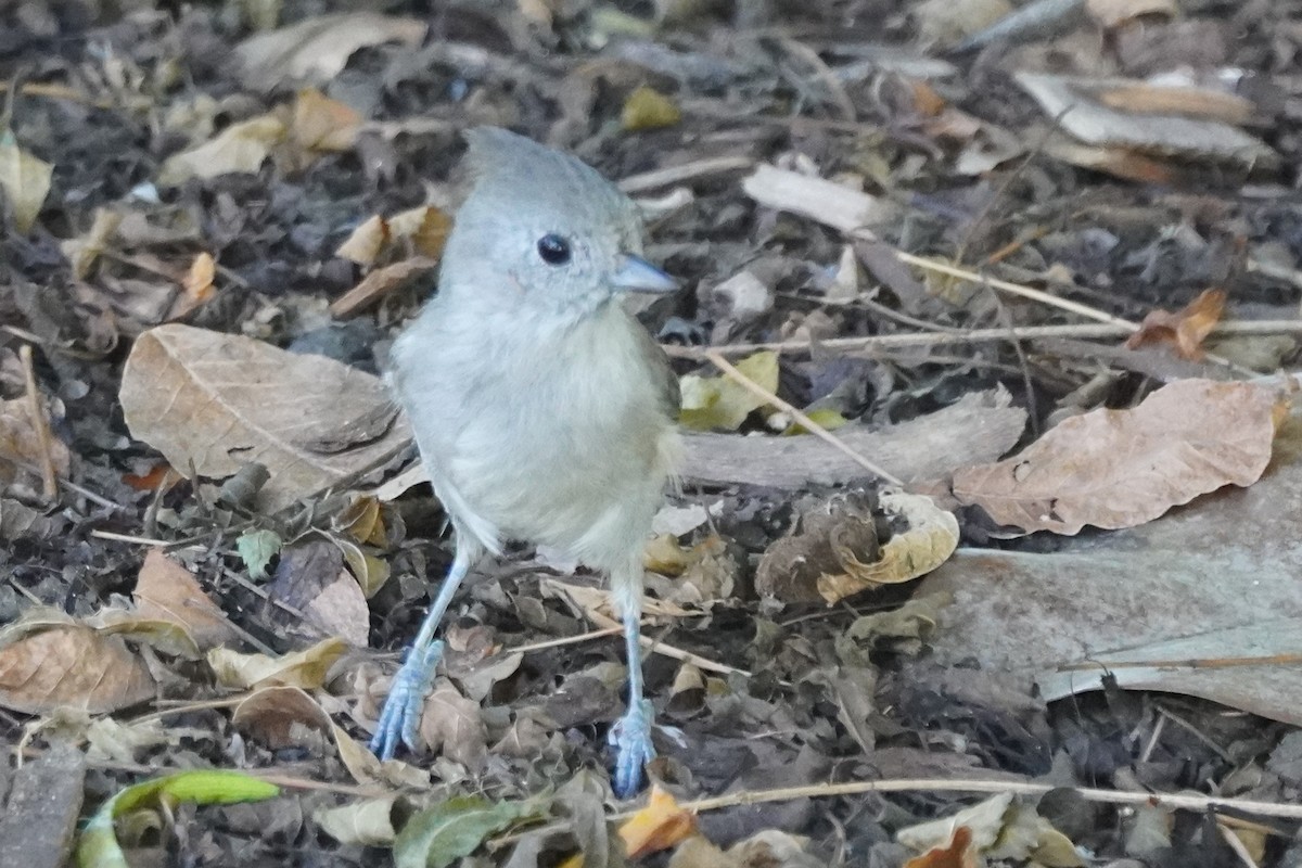 Oak Titmouse - ML643725997