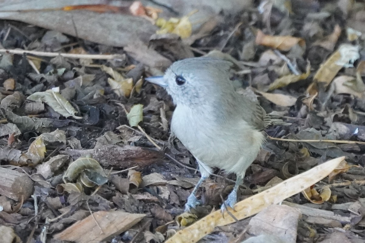 Oak Titmouse - ML643726000
