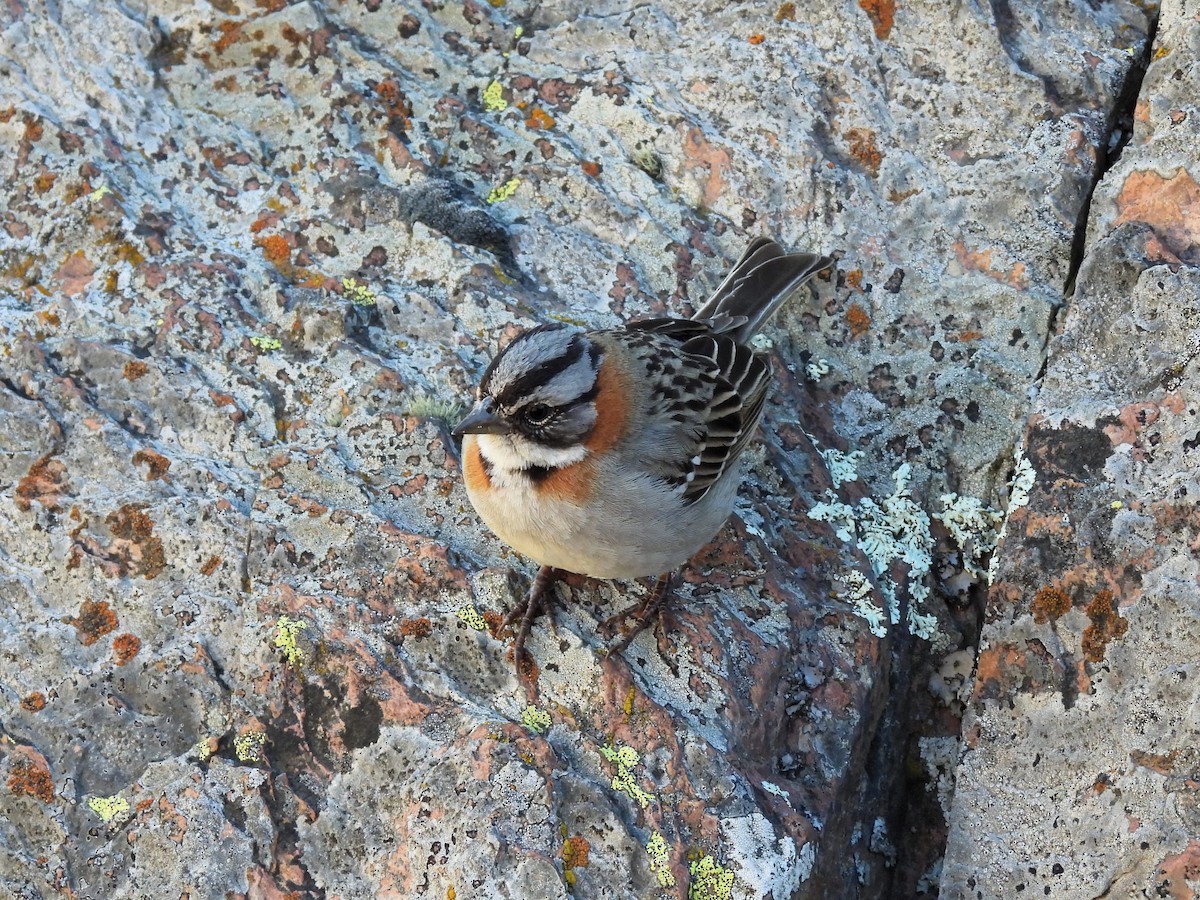 Rufous-collared Sparrow - ML643726010