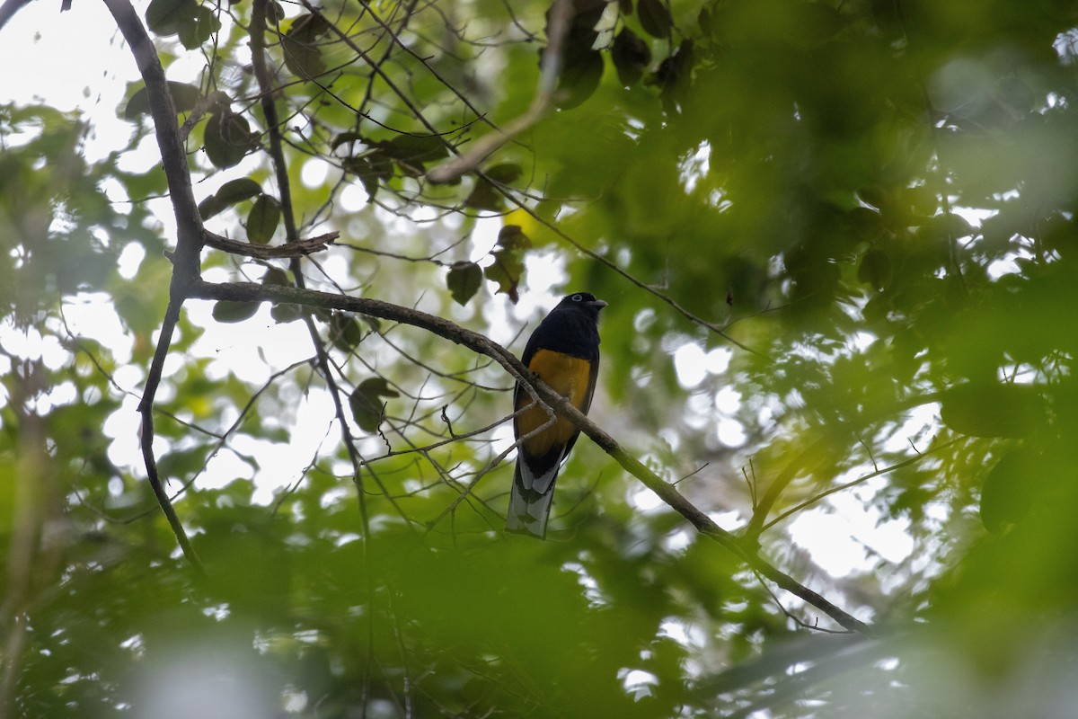 Green-backed Trogon - ML643726011