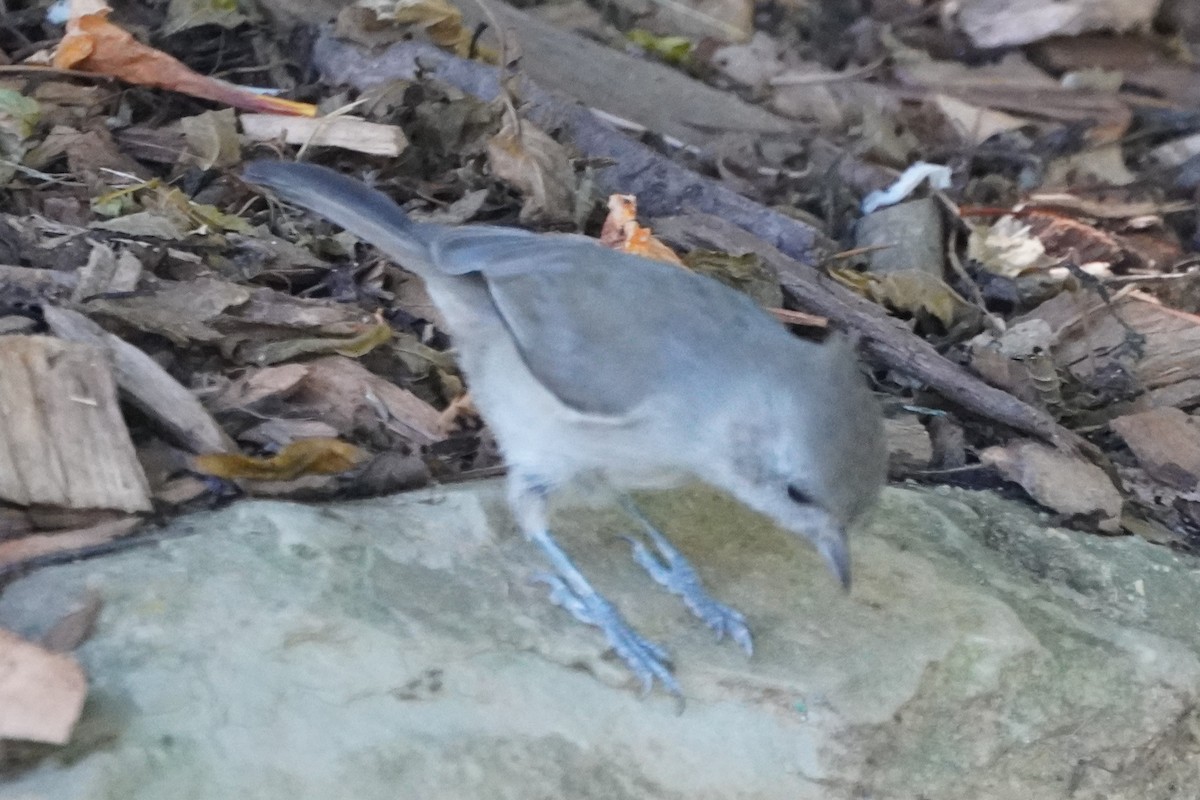 Oak Titmouse - ML643726026