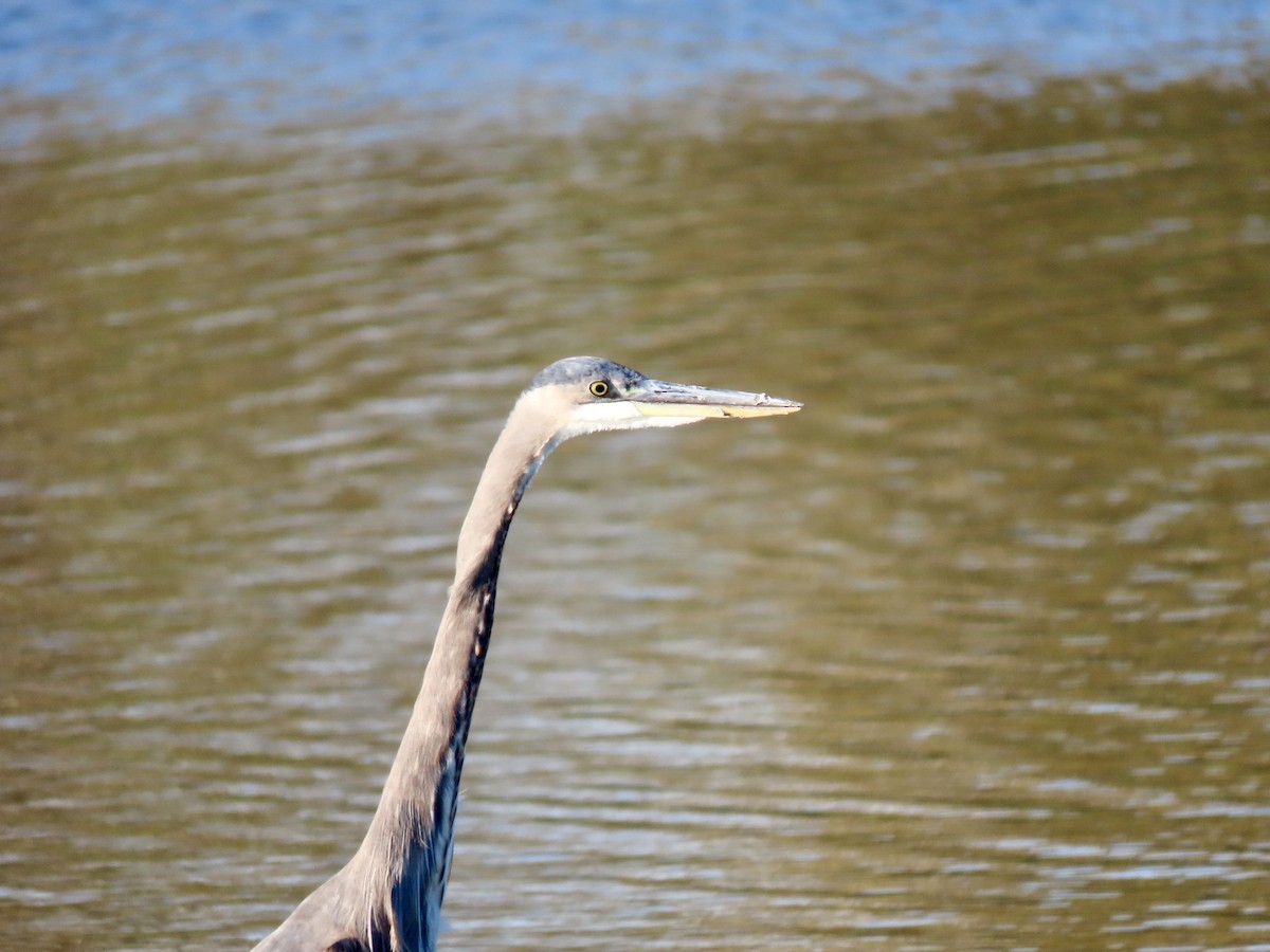 Great Blue Heron - ML643726028