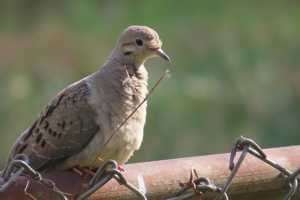 Mourning Dove - ML643726029