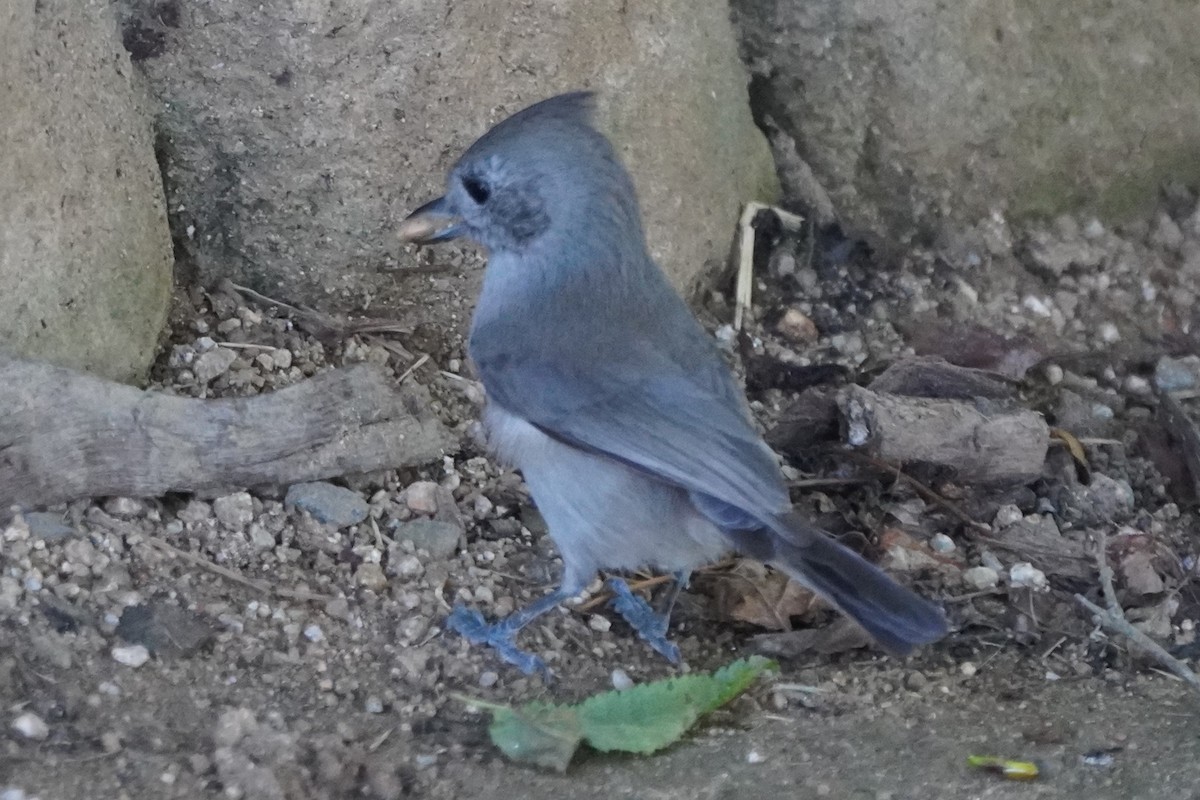 Oak Titmouse - ML643726032