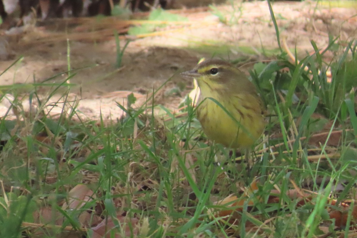 Palm Warbler - ML643726042