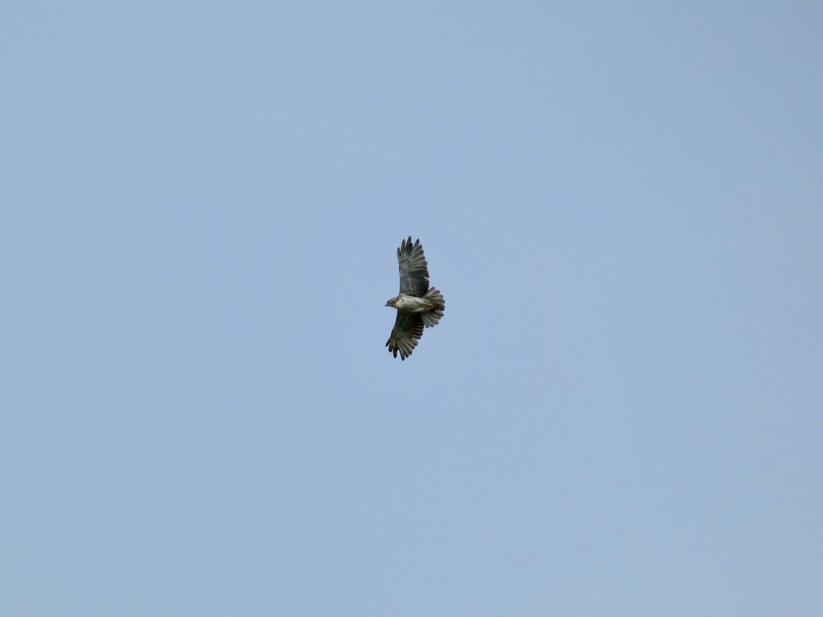 Hawaiian Hawk - ML643726043