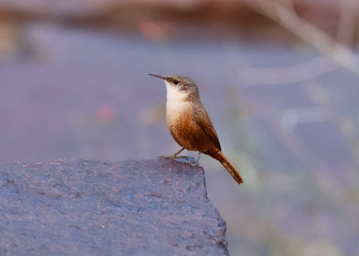 Canyon Wren - ML643726047