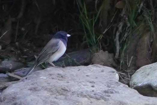 Dark-eyed Junco - ML643726053