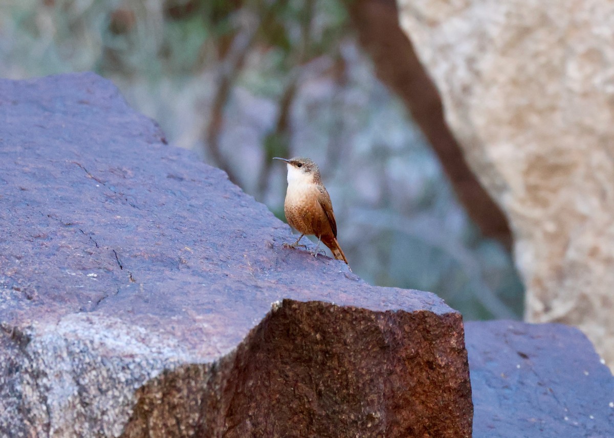Canyon Wren - ML643726054