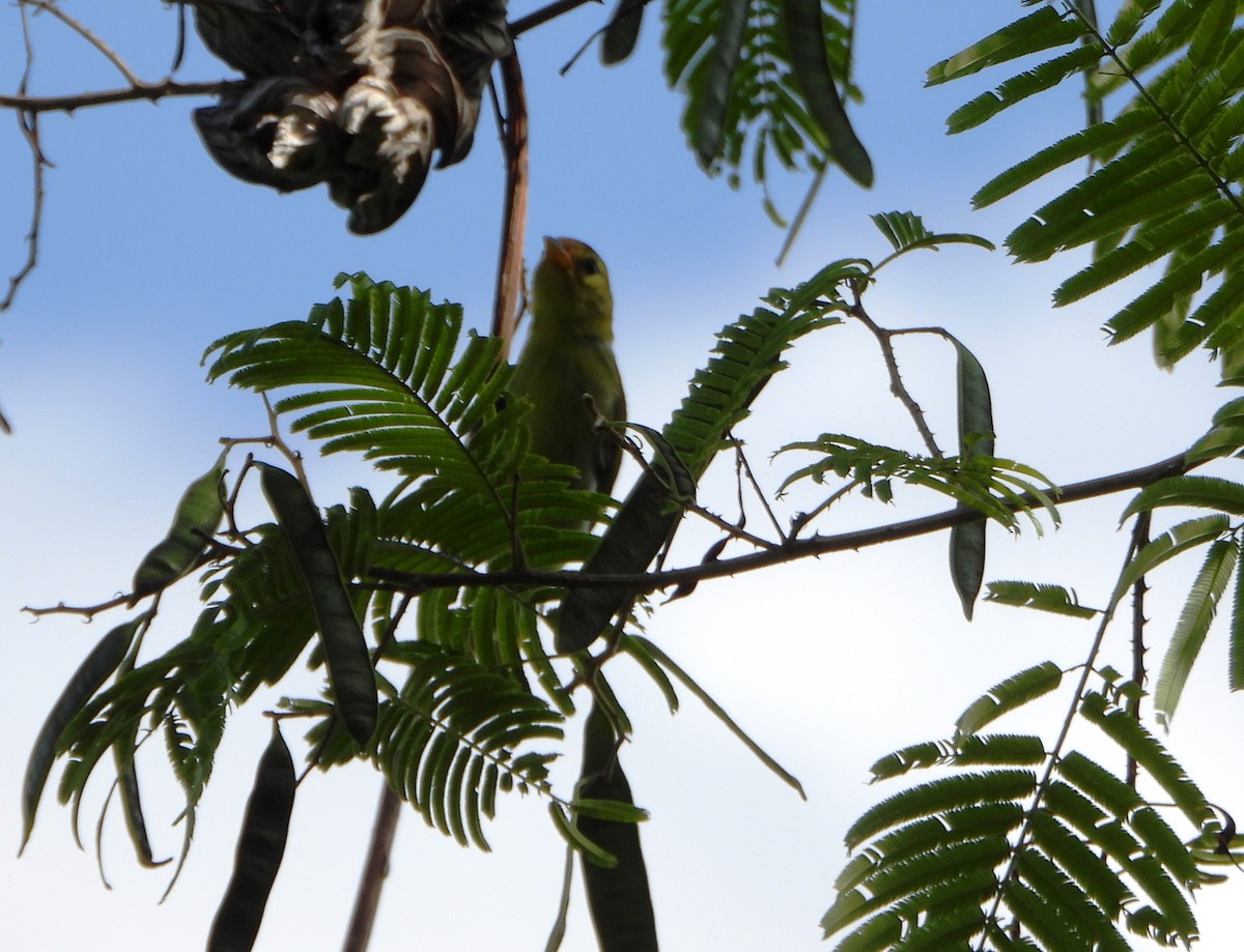 Guira Tanager - ML643726059