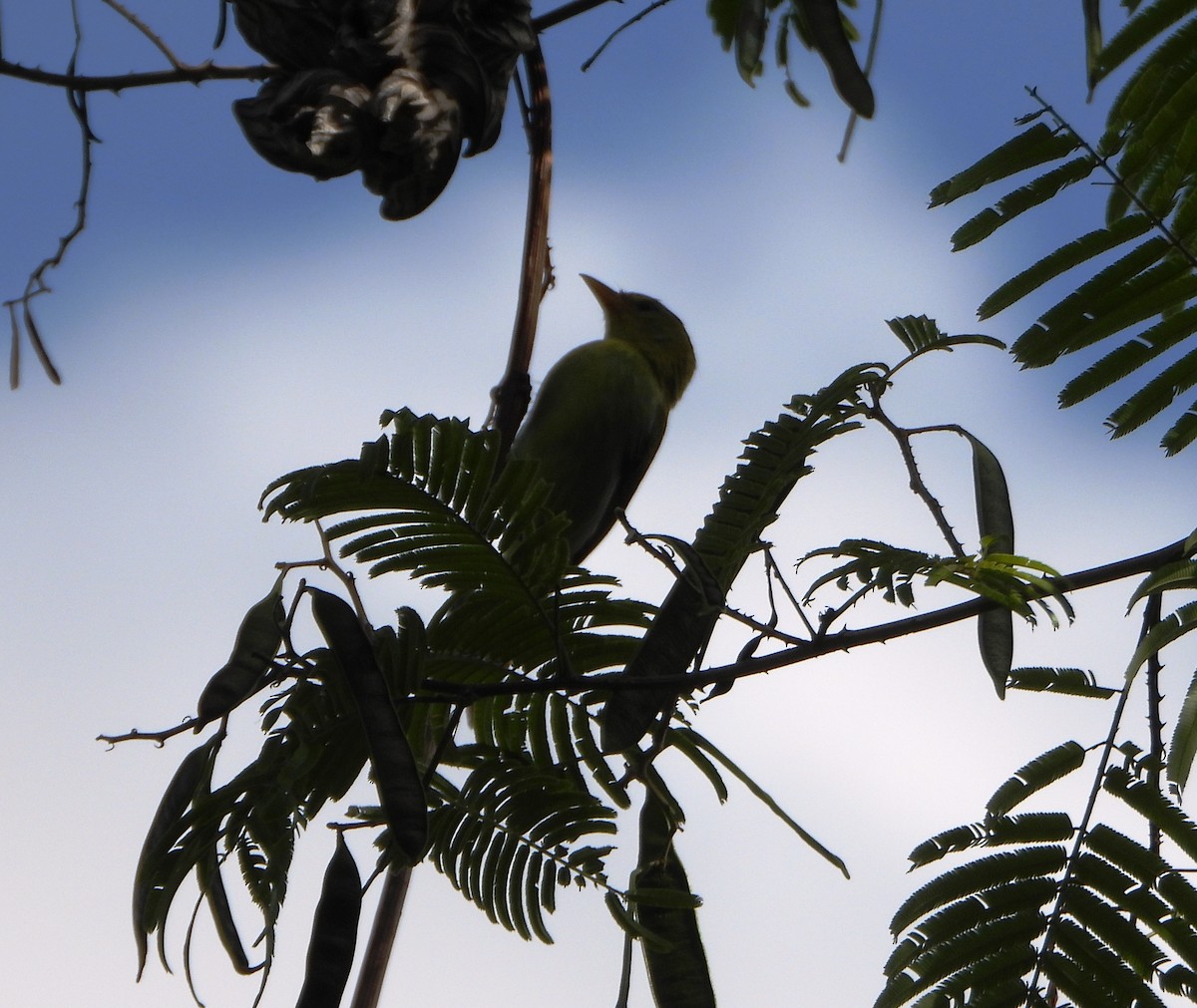 Guira Tanager - ML643726060