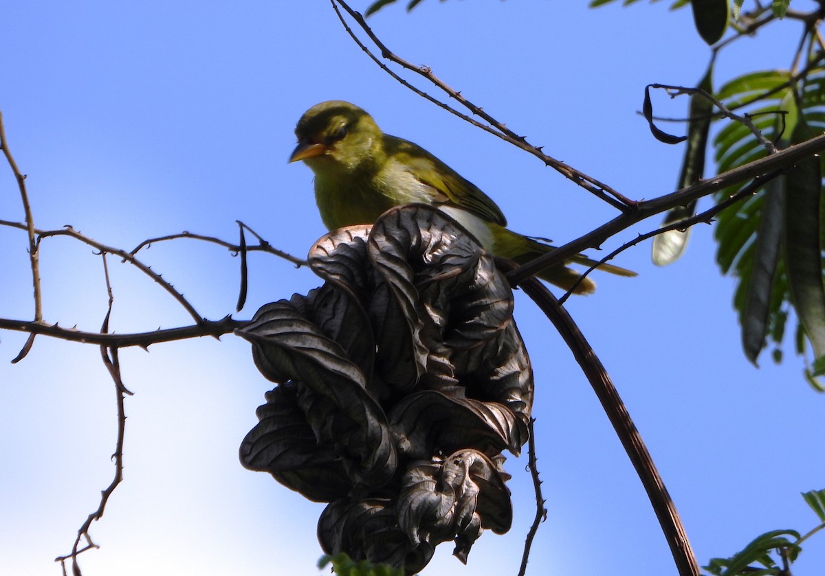 Guira Tanager - ML643726062