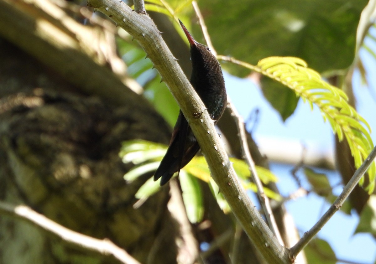 Guira Tanager - ML643726064