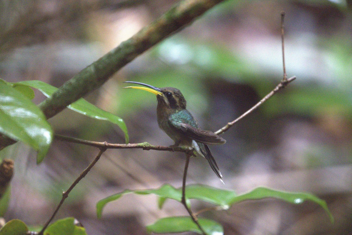 Minute Hermit - ML643726090