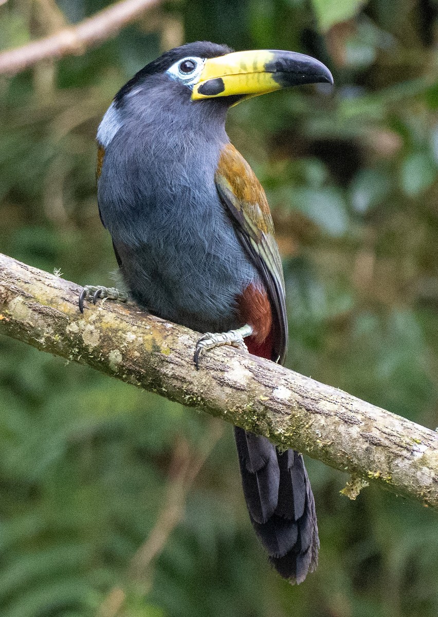 Hooded Mountain-Toucan - ML643726096