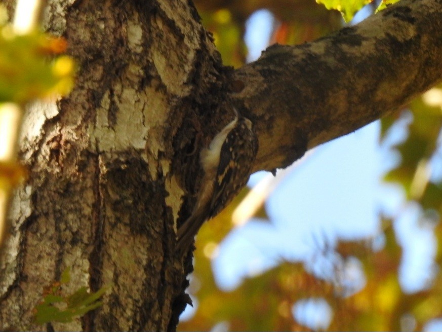 Brown Creeper - ML643726122