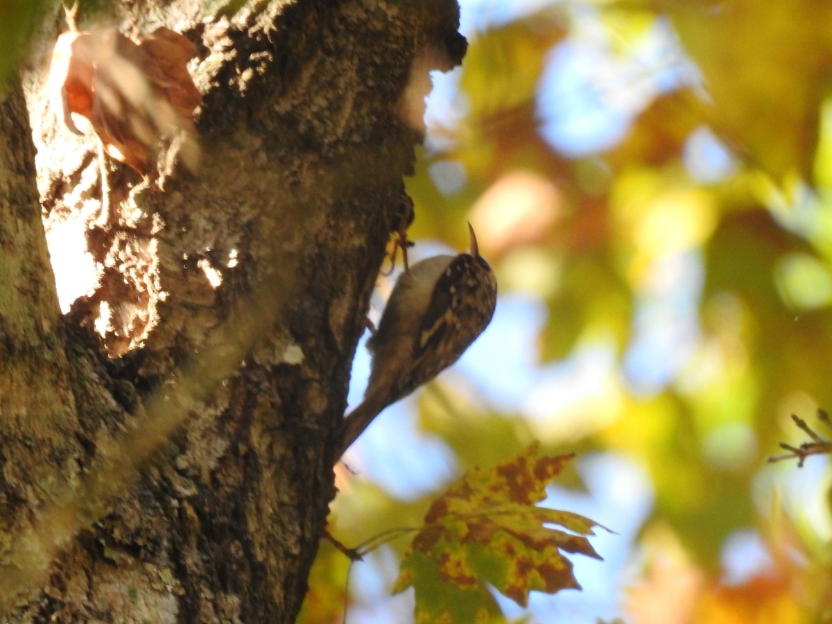 Brown Creeper - ML643726123
