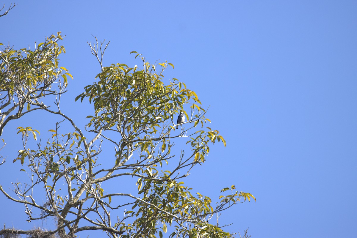 White-bellied Tanager - ML643726151
