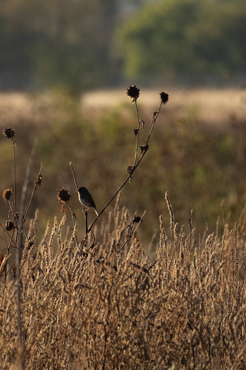 Dark-eyed Junco - ML643726162