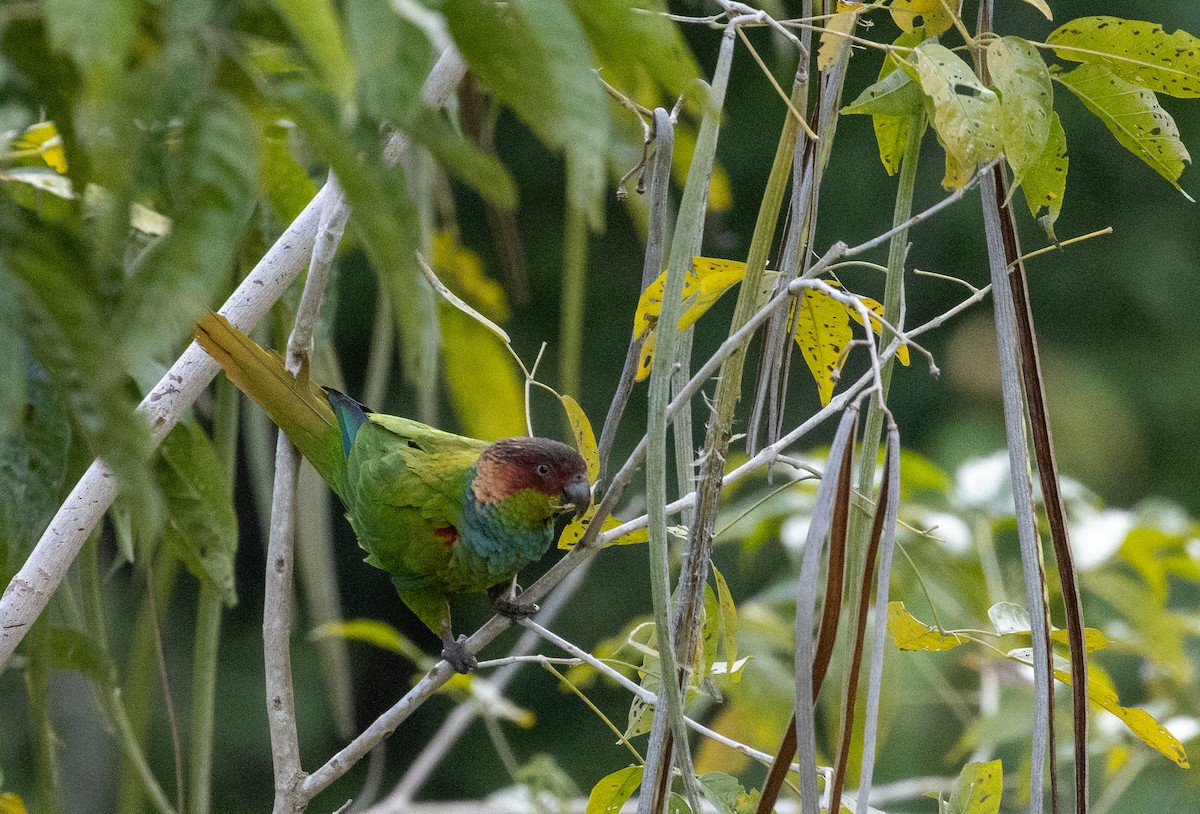 Ochre-marked Parakeet - ML643726176