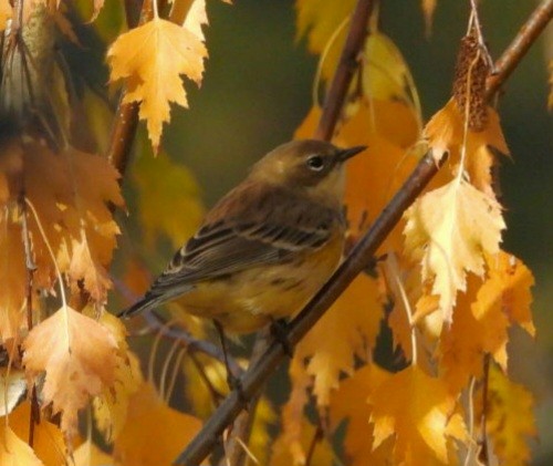Yellow-rumped Warbler - ML643726188