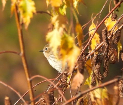 Yellow-rumped Warbler - ML643726189